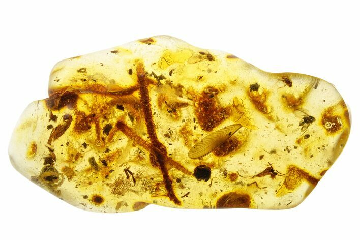 Polished Colombian Copal ( g) - Contains Flies! #355399